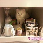 [대두고양이] <b>도둑</b>이다. 포뚱