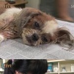 유기견...불쌍한아이들을위해...