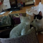 [냥특수부대] <b>둥이</b>이야기 7탄  감옥들어간 <b>둥이</b>와 고양이를 업은...