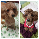 <b>경기도</b> 구리시 사시는분 한번봐주세요