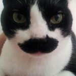 수염난 냥이 캐<b>돌이</b>3