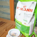 로얄캔닌 <b>사료</b> 잘 먹는 울집 똥강아지~ ㅋㅋ