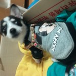 강아지 종 좀 알려주세요ㅠㅠ