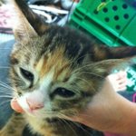 [재규팡] 김태희만큼 이쁜 우리 집 팡이3