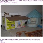 <b>열도</b> 솔로가 키우는 고양이에게 명품 고양이집을 사줬지만....