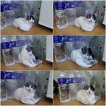 [냥특수부대] 둥이이야기 8탄 둥이의 범백 ,<b>낭</b>아기들을 분양