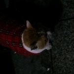 빨간체크<b>무늬</b>옷입은 고양이