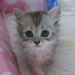 [꽁꽁이네] 우공소 (우리 공주를 소개합니다) !!!