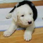 [<b>올드</b>로티] 대형견 '<b>올드</b>잉글리시쉽독'을 아시나요?