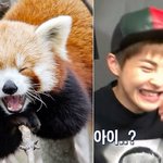 [시우민] 싱크로율 쩌는 민석이랑 랫서<b>팬더</b>><