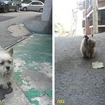 이사 간 집에서 1년 동안 주인을 기다린 개