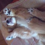 아기강아지<b>분양</b>해요  (유기견)