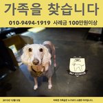 정말 사랑하는 강아지가 집을 나갓습니다.. 사례금 100만원..