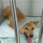 교통사고당한 황구에게 사랑을 전해주세요