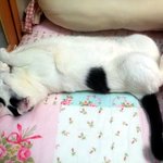 [용배꾸르밍] <b>대두</b>김용배의 겨울잠 잔다쉬먀 !