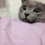 사람인 척하는  러블리 청:-)  사람ㅇㅣ냥??