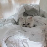 <b>포도</b>의 겨울나기..
