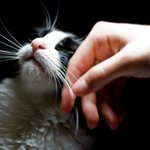 주인의 <b>손길</b>을 즐기는 귀여운 동물들