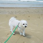 골든리트리버 <b>보리</b>와 4마리 반려견이 사는 이야기