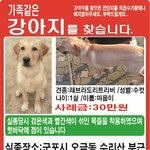 [찾아주세요] 경기도 군포시에서 잃어버린 강아지를 찾습니다.