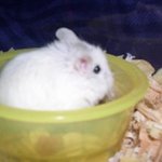 [<b>햄스터</b>] 12월17일을 추억하며