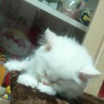 [새콤달콤네] [새콤달콤] 안녕하세요~