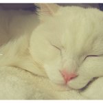 [고양이] 안녕하<b>세영</b> ㅋㅋ