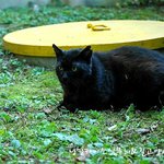 [블랙잭] 집고양이 였던 길고양이, 다시 집으로 돌아갈수 있기를...