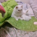 [댓글부탁] (+후기)고양이가 계속 <b>이자세</b>로 몇분간 있는데