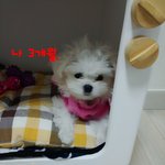 [빼로뽀솜] 빼로랑 뽀솜이 일상얘기 [1]