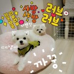 [빼로뽀솜님] 빼로랑 뽀솜이 일상얘기 [2]
