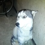 [주인찾아요] 경기 평택시 태평아파트부근 허스키주인찾아요