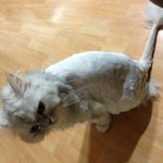 울 사랑이 처음 털 깎던날