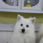 꼬리꺽인 백여우 - 쵸파편 (엑박수정~ )