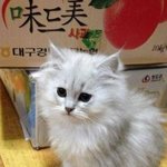 [먼지] 완전 이쁜 우리 '먼지' 보러오세요 !!!