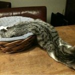 귀엽고 신기한 고양이 액<b>체설</b>