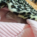 [냥특수부대] 둥이야기 9탄  범백후 식욕 ,새로운 식구 왕관앵무