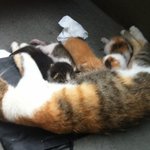 [살구와소피] 품종묘 뺨치게 이쁜 청순 도도 길냥이 소피 업어가세요~...