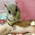 [하늘다람쥐] <b>울</b><b>집</b> 하늘다람이의 고구마 사랑 ㅋㅋ