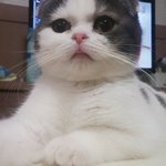 [고양이] 스코티쉬폴드 빵실빵실 <b>호두</b>