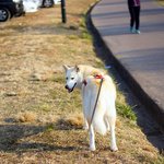 [허스키<b>심바</b>] 사랑받는 멍멍이 <b>심바</b>의 일상