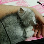 장난꾸러기 마로,<b>로하</b> 보고가세용~ (스압주의)