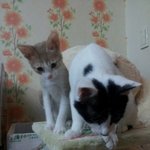 [냥특수부대] 둥이이야기 10탄 쟁탈전