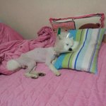 + 추가 일일톡? 된 기념으로 쵸파와찡이 사진 대방출~