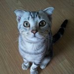 [<b>조니</b>워커]  울 귀여운 쪼니 봐주세요~~~