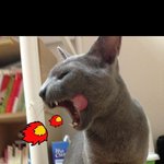 우리집에 사는 요물