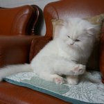 [<b>대두</b>고양이] 아기백곰이 나타낫당!!!