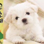 개새끼 고소미 먹여야겟다