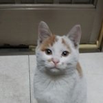 [고양이<b>분양</b>] 누가 저희집에 새끼 고양이를 버리고 갔어요 ㅜㅜㅜ