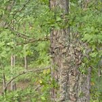 [작두] 전문 <b>사냥</b>꾼들의 위장술